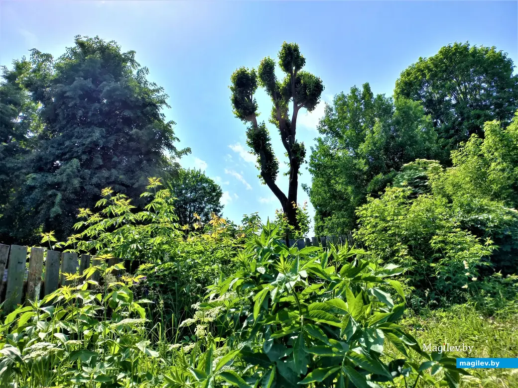 Тропинка к дубу со стороны лицея пролегает через весьма живописные места. Могилев, Менжинка. 20.06.2022 года.