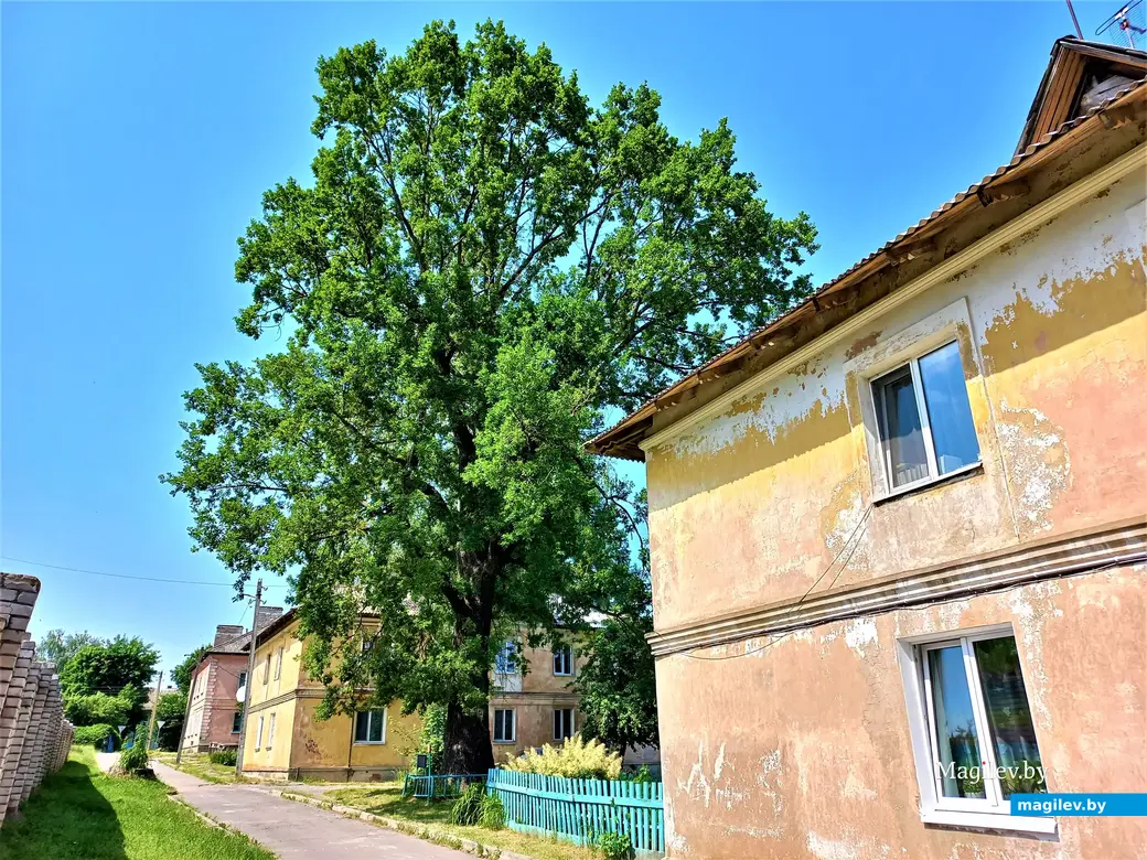 Вот он, трехсотлетний красавец! Могилев, Менжинка. 20.06.2022 года.