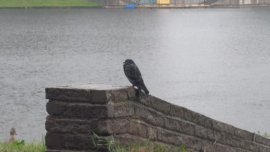 22.06.2022 г. Могилев. На Дубровенке. Фото автора