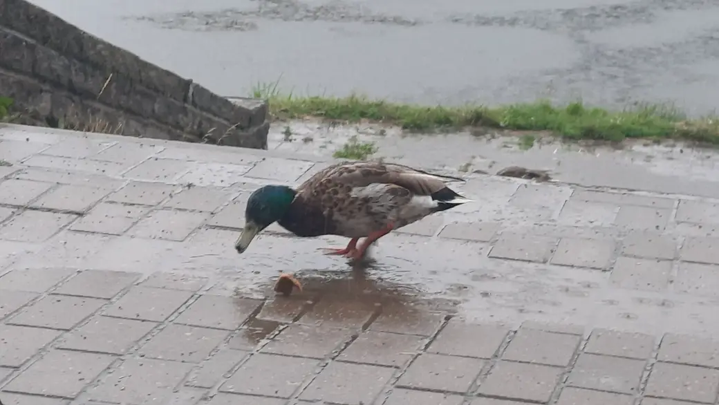 22.06.2022 г. Могилев. На Дубровенке. Фото автора