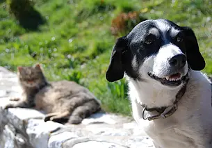 Акция в помощь бездомным животным с мастер-классом по сальсе пройдет 25 июня в Могилеве