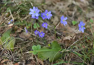 Рост температуры воздуха в Беларуси отмечается во все сезоны года
