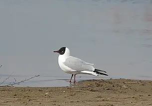 Отравили или болезнь? Мор чаек на Святом озере в Могилеве: мнение специалистов