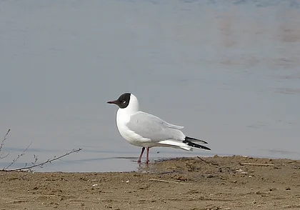 Отравили или болезнь? Мор чаек на Святом озере в Могилеве: мнение специалистов