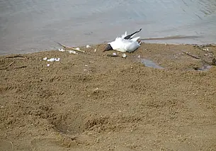 «Практически каждый день сотрудники ветстанции бывают на Святом»