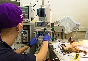 Стоит ли бояться операции по стерилизации своего питомца? О плюсах и минусах говорим с ветеринарным врачом