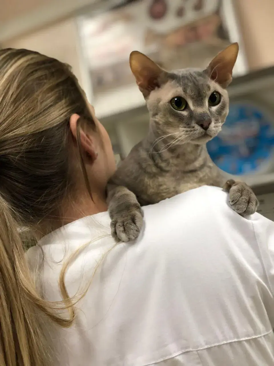 Для восстановления после стерилизации животному потребуется несколько дней покоя