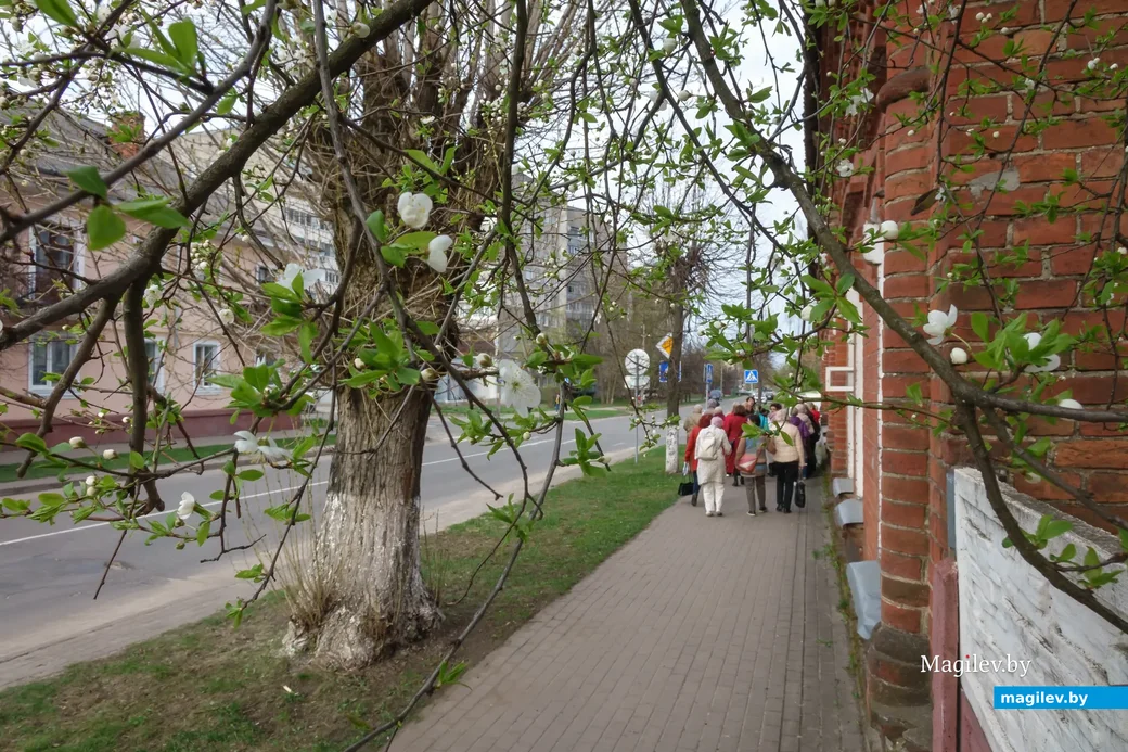 18.04.2023. 73 Чонгарская улица, Ленинский район, Бобруйск, Могилёвская область, 213826, Беларусь.
