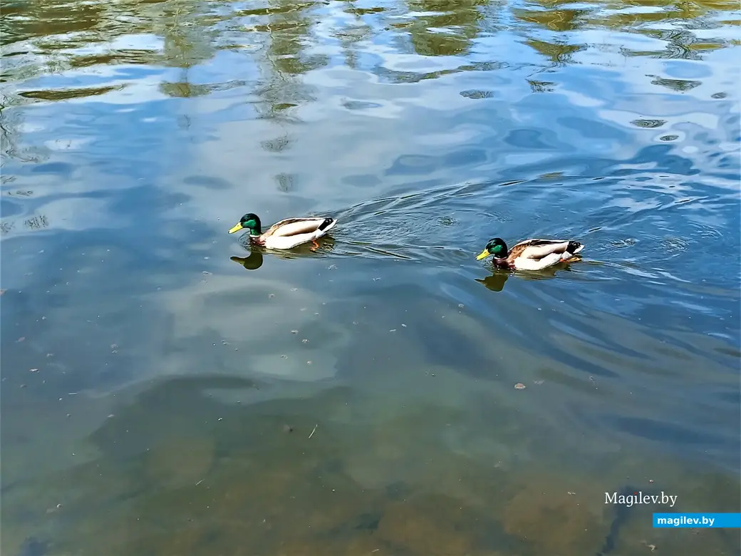 Отцы утиных семейств в дозоре. Дубровенка. 19.04.2023 г.