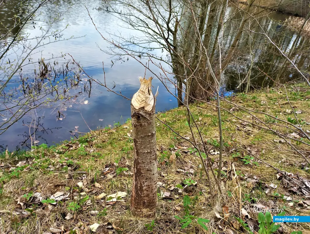 У бобров свои гастрономические и иные интересы.Печерское озеро. 19.04.2023 г.