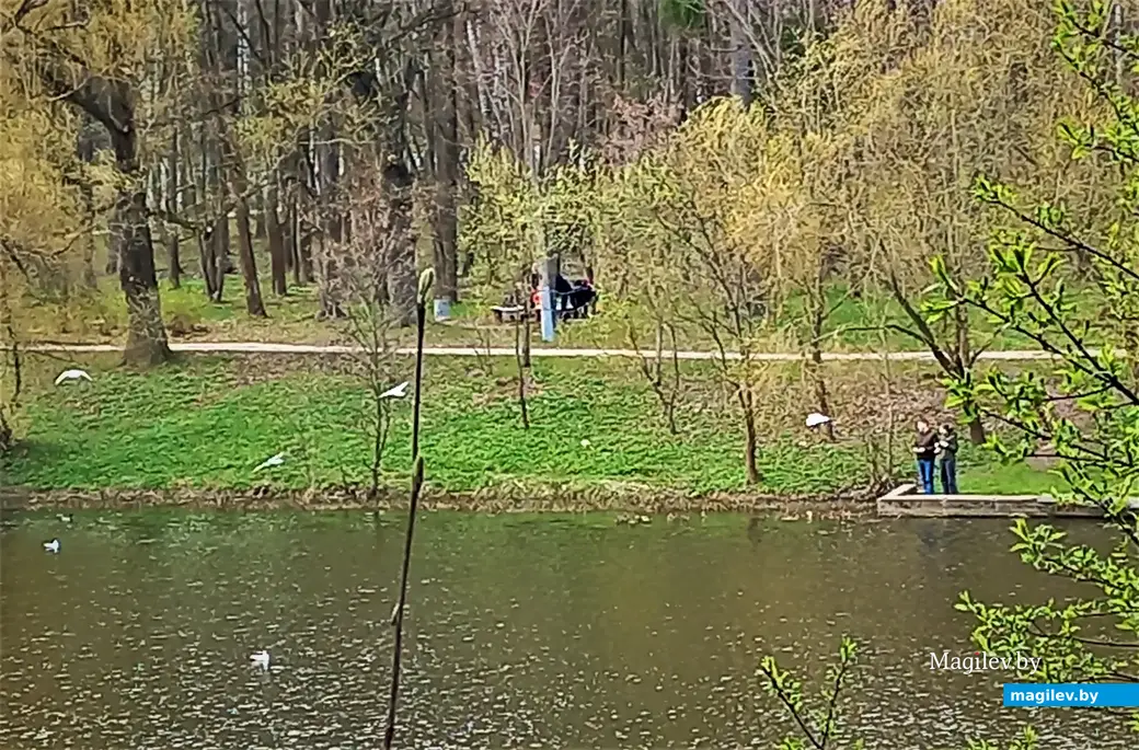 Чайки чувствуют себя здесь тоже привольно. Печерское озеро. 19.04.2023 г.
