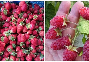 Саженцы туи, грецкого ореха, рассада помидоров и не только: подборка бесплатных объявлений