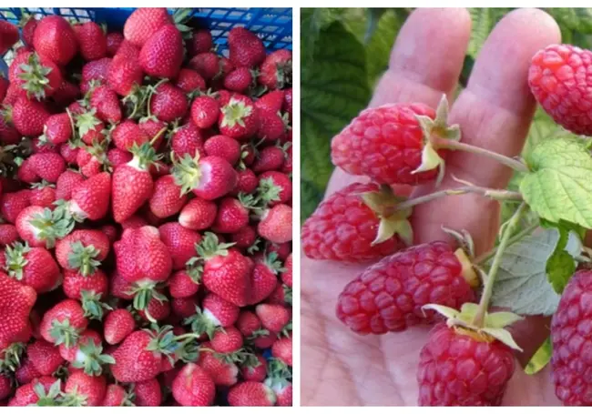 Саженцы туи, грецкого ореха, рассада помидоров и не только: подборка бесплатных объявлений