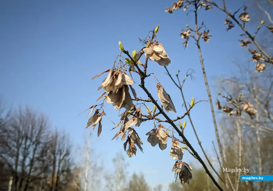 Пришла весна, тепло и жизнь побеждают холод и смерть… Могилев, ул. Академика Павлова, 21 апреля 2023 года.