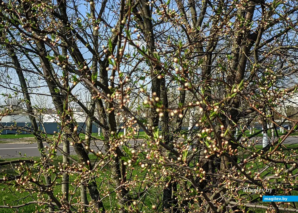 Кто-то уже готовится зацвести… Могилев, ул. Академика Павлова, 21 апреля 2023 года.
