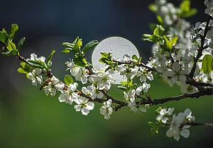 Дождь с мокрым снегом, ветрено : о погоде в Могилевской области 28 апреля