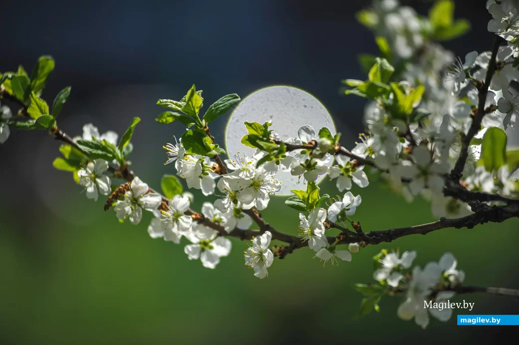 Цветущая вишня. Фото: Александр Чугуев