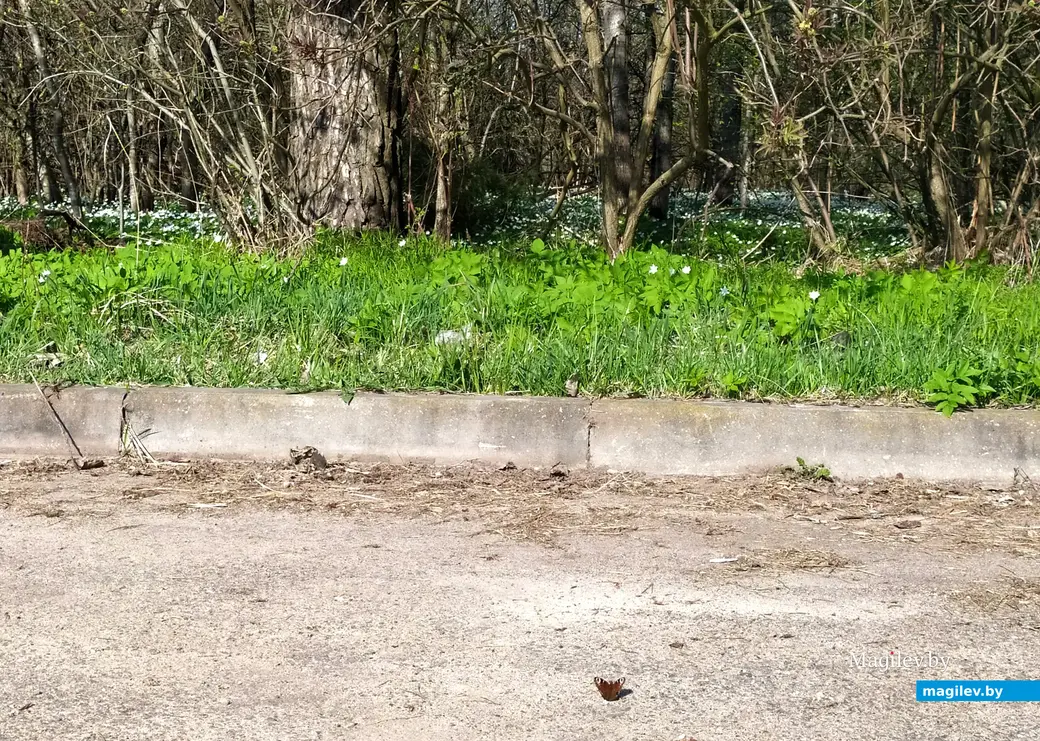 Хорошо жить рядом с лесом. Сделал шаг – и открывается совершенно другой прекрасный мир природы. Частный сектор у Могилевского онкологического диспансера по ул. Павлова.