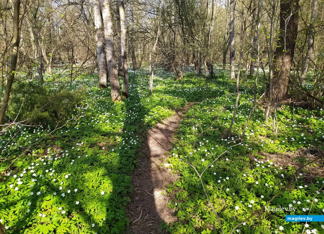 В этом году в лесах под Могилевом много первоцветов – многие у нас принято называть подснежниками, но не все первые цветы ими являются. Часто в нашей местности