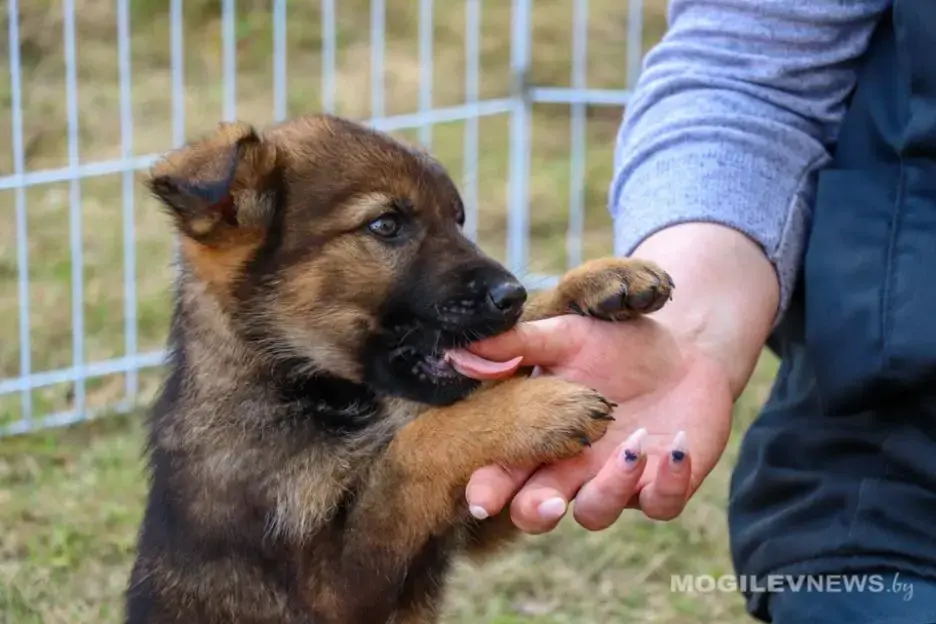 В питомнике служебных собак Могилевского областного управления Департамента охраны. Фото: mogilevnews.by