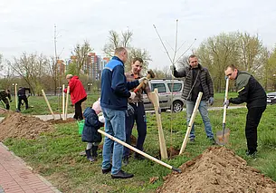 35 остролистных кленов: в Подниколье Могилева высадили аллею. Фоторепортаж