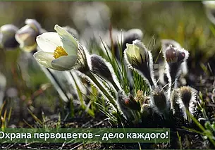 Минприроды Беларуси призывает отказаться от сбора и покупки первоцветов