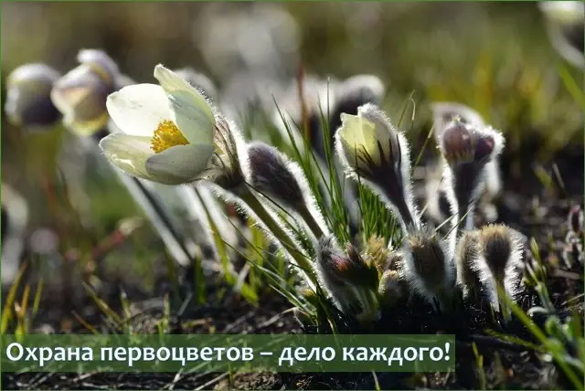 Минприроды Беларуси призывает отказаться от сбора и покупки первоцветов