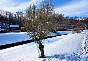 Бобрам на Дубровенке металлическая сетка явно не по зубам