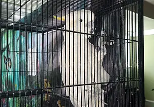 На выставке попугаев в Могилеве есть говорящий Кроша и ласковый Сережа. Фотофакт