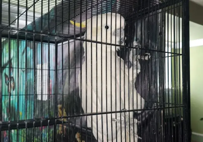 На выставке попугаев в Могилеве есть говорящий Кроша и ласковый Сережа. Фотофакт