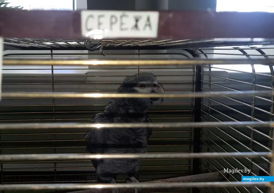 Март 2023 г. Могилев, музей Масленикова. Выставка попугаев.