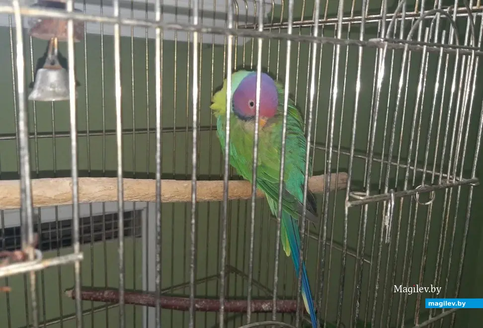 Март 2023 г. Могилев, музей Масленикова. Выставка попугаев.