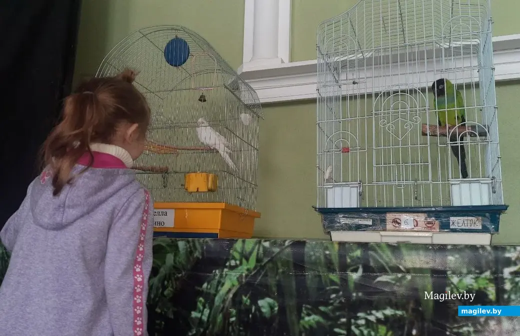 Март 2023 г. Могилев, музей Масленикова. Выставка попугаев.