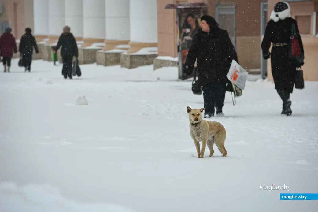 15.03.2013, Хавьер в Бобруйске.
