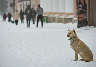 Кому в Могилеве не нужно платить налог на собак? Разъяснение от ИМНС