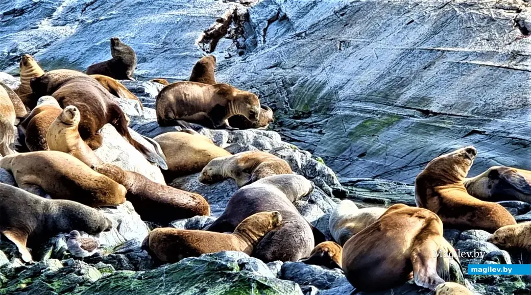 Аргентина, Фолкленды, март 2023 года.