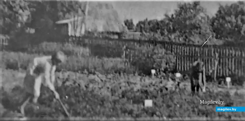 Работа на опытно-экспериментальном участке. Могилев, Казимировка, сш №19, начало 1970-х годов.