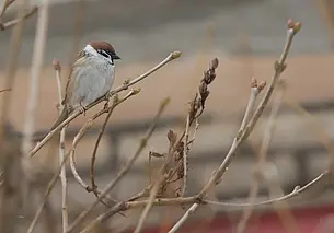 Облачно с осадками: вот как пройдет 16 марта для могилевчан