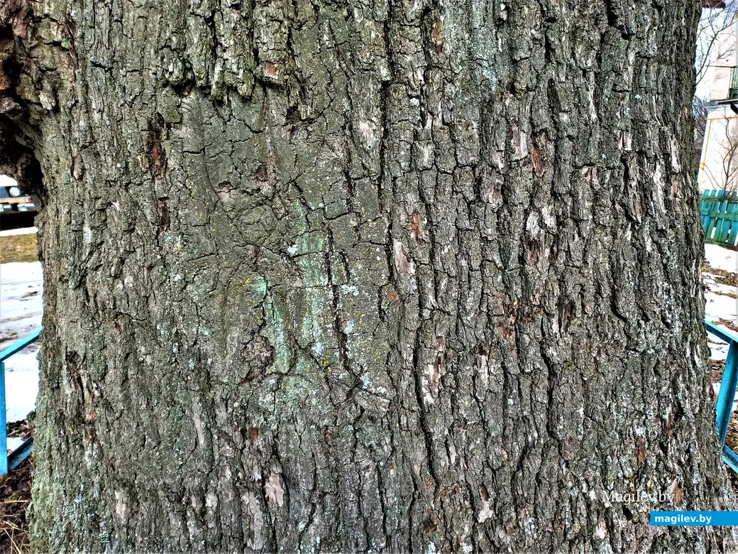 Трехсотлетний дуб средней шероховатости. Могилев, Менжинка, март 2023 г.