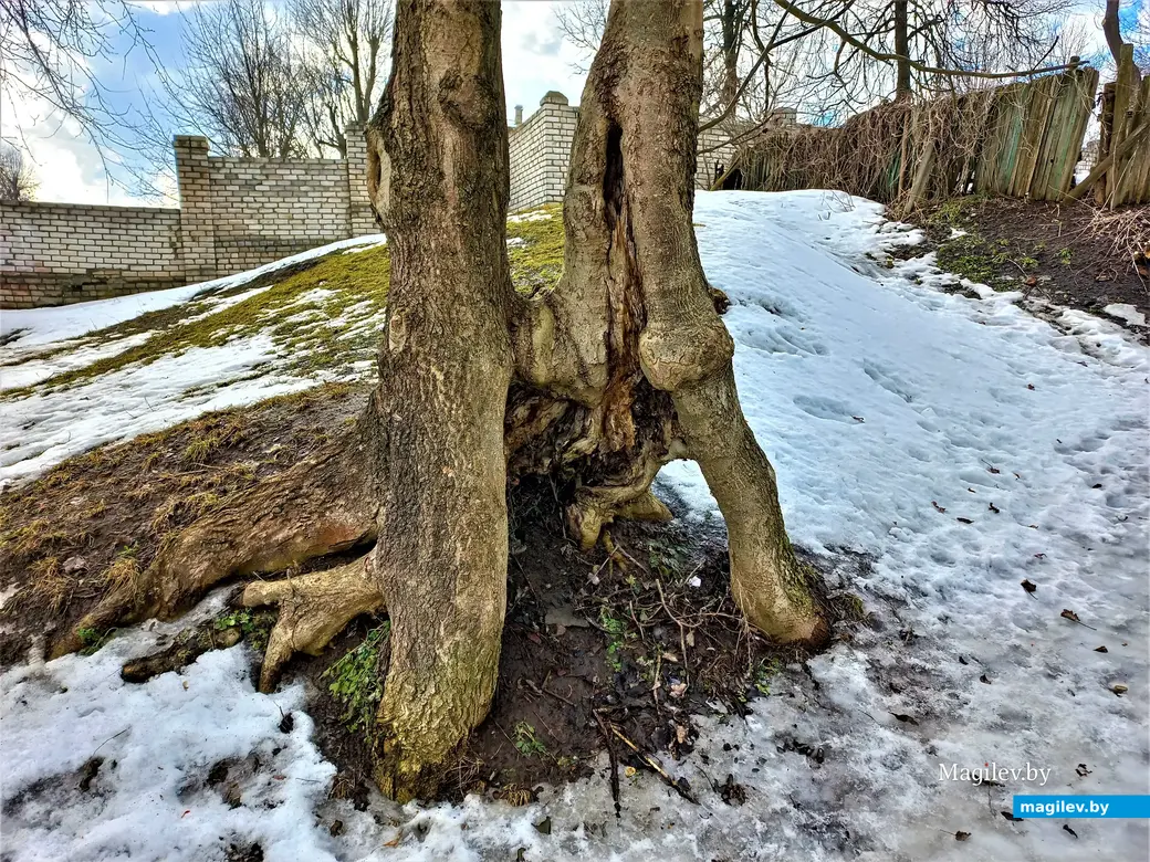Ну, вот – ортопедические проблемы налицо. Могилев, Менжинка, март 2023 г.