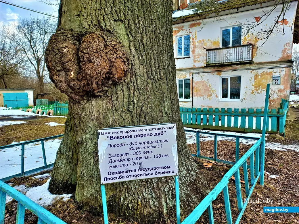 Вот он, красавец. Вроде никаких проблем не просматривается. И на том спасибо! Могилев, Менжинка, март 2023 г.