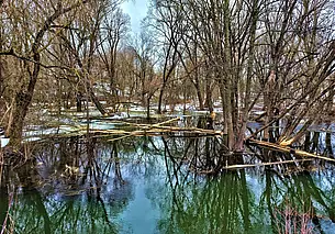 Дубровенские бобры облюбовали пейзаж в стиле ретро. Здесь, кажется, они никому не мешают