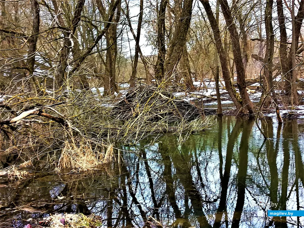 Мы уже в Карабановке. Бобровую хатку не спутаешь ни с чем. Могилев, Дубровенка, март 2023 г.