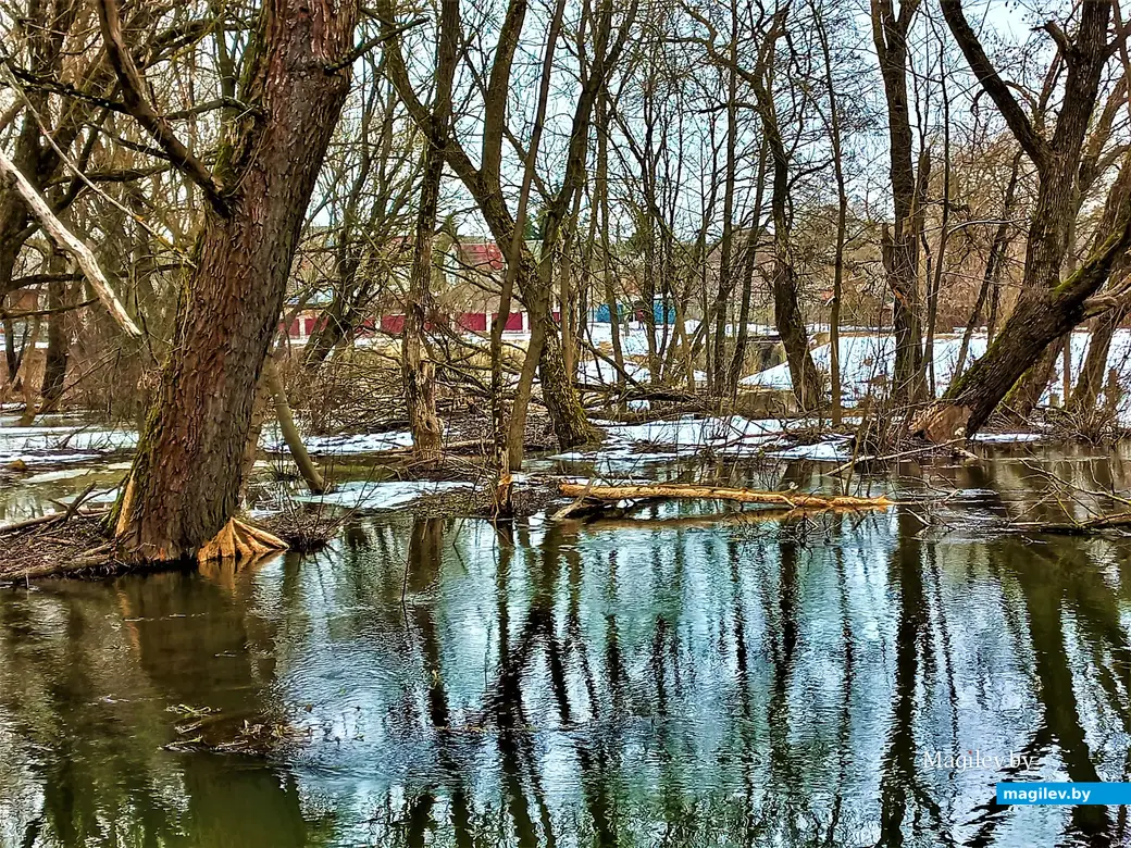 Могилев, Карабановка, речка Дубровенка, март 2023 г.