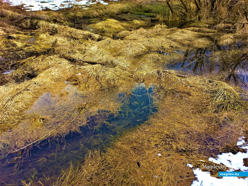 Нет, здесь бобры разве что дом отдыха могли бы устроить. Могилев, Дубровенка, март 2023 г.