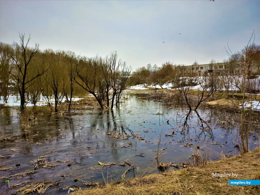 Могилев, Карабановка, речка Дубровенка, март 2023 г.