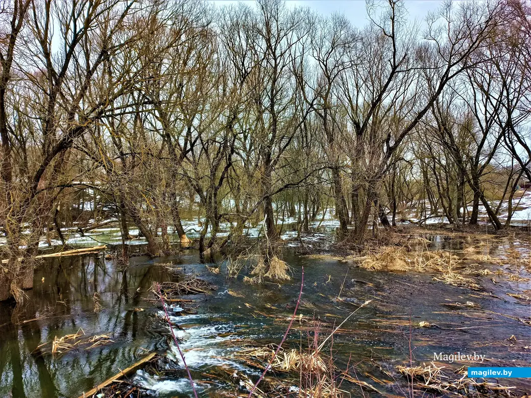 Могилев, Карабановка, речка Дубровенка, март 2023 г.
