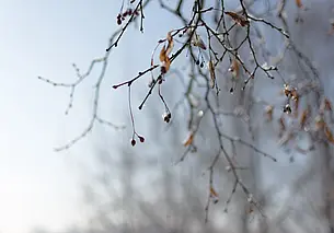 В понедельник температура воздуха в Могилеве достигнет отметки +7 градусов