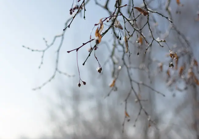 В понедельник температура воздуха в Могилеве достигнет отметки +7 градусов
