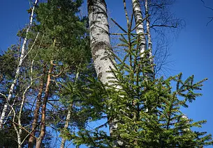 Акция «Неделя леса» пройдет в Могилевской области с 17 по 23 апреля